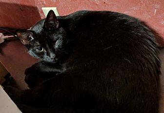 Midnight – S (20709858)
