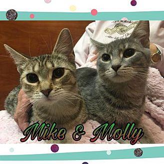 Mike & Molly (20216969)