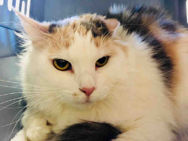 MISS KITTY (A544816)