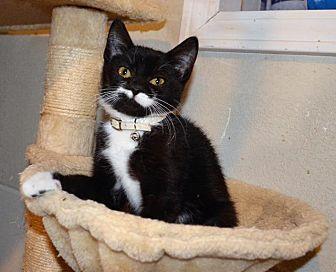 Miss Mustach (20707260)