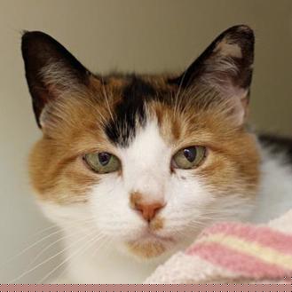 Miss Priss (19650267)