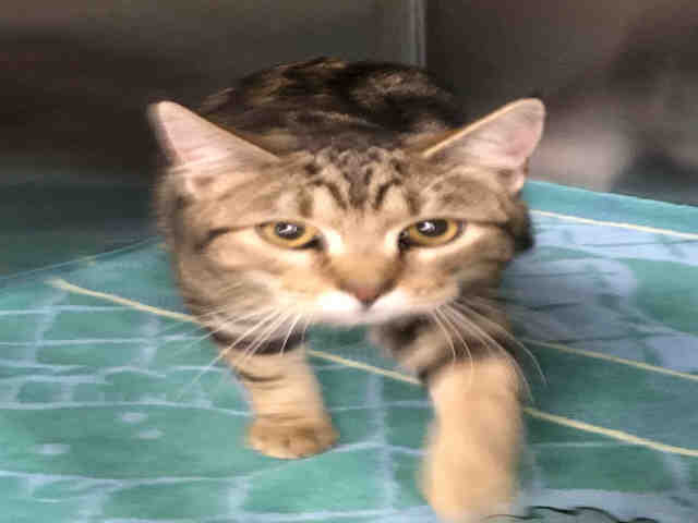 MISTER (A158555)