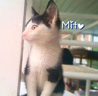 Mito (18957469)