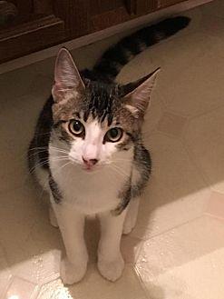 Mittens (CP (20052752)