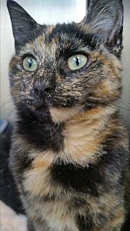 Mocha (20709637)