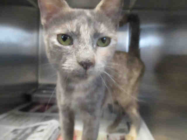 *MOLLY (A170159)