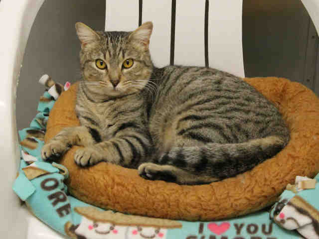 MONICA (A411212)
