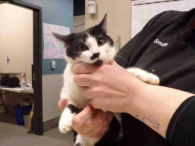 *MOOSE (A493052)