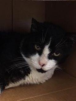 Mr. Tux (20679158)