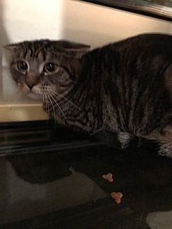 Muffin (20074956)