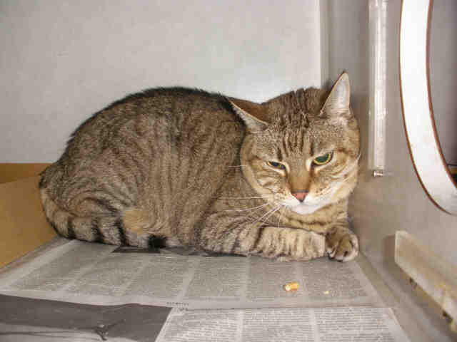 MUFFIN (A222978)