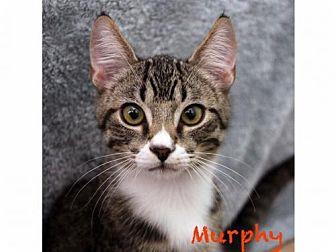 Murphy (16917214)