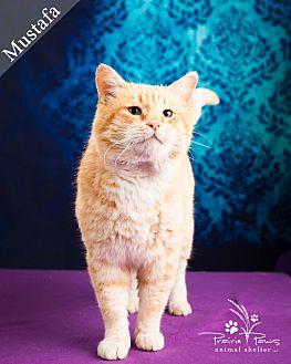 Mustafa (20665855)