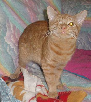 Nelson (20425302)
