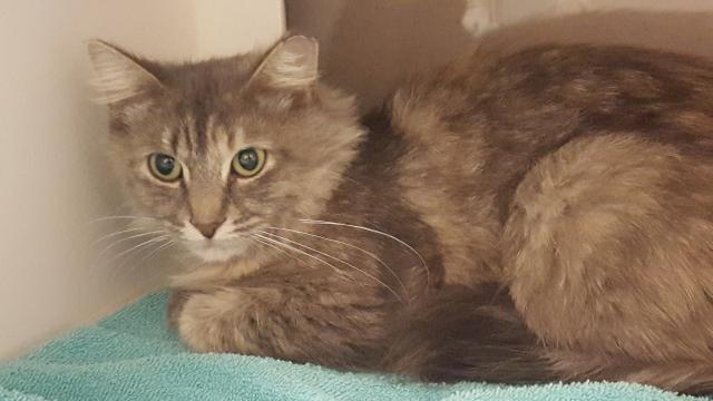 NETTIE* (A244742)