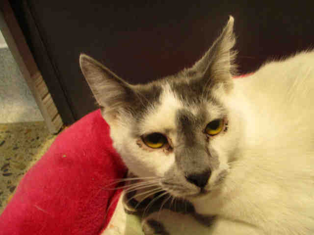NEWTON (A178668)