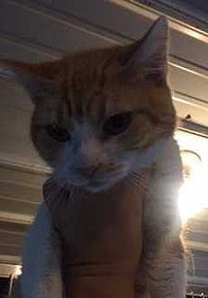 Nim (19378451)