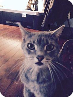 Nimh (courte (17499783)