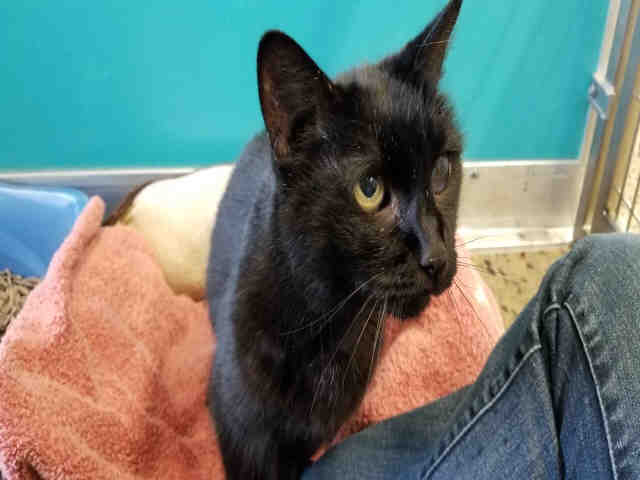 NOEL (A178392)