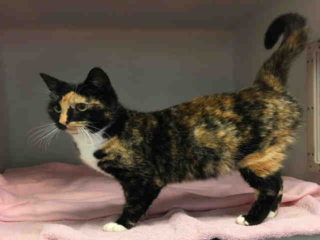 NORMA JEAN (A146988)