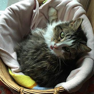 Nova FeLV+ (20706338)