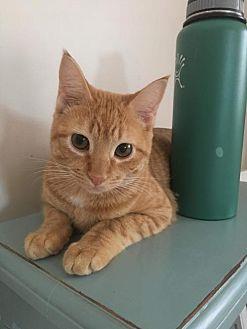 NUGGET (aka (20729306)