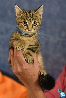 Nutmeg (20512421)