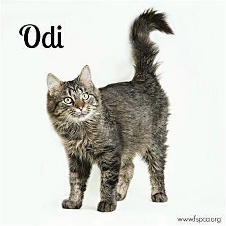 Odi (20604441)