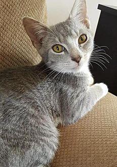 OLIVER (20729305)