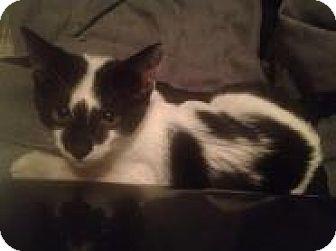 Olivia (12642011)