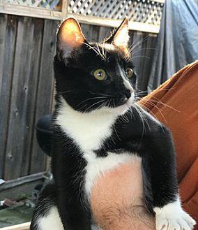 Ollie (GA) (20658507)