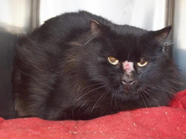 *OMAR (BARN CAT) (A731108)