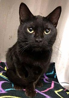 Onyx (20538271)
