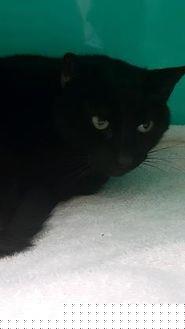 Onyx (20742150)