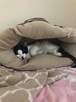 Oreo (20557350)
