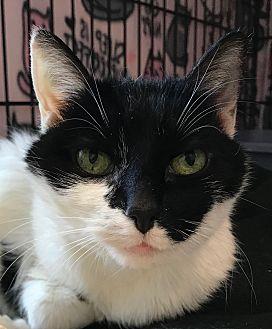 Oreo (20731129)