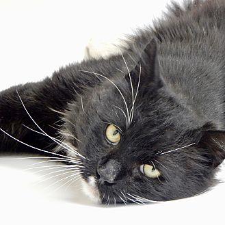 Oreo (20750994)