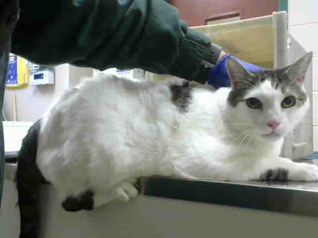 OREO (A067295)