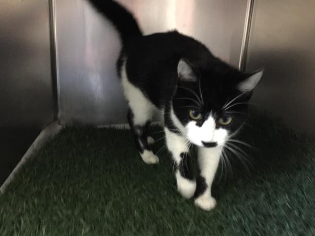 *OREO (A190156)