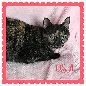 Osa (20574418)