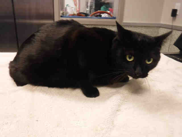 PANTHER (A136057)