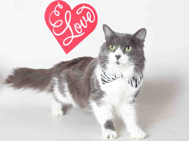 PASHA (A119920)