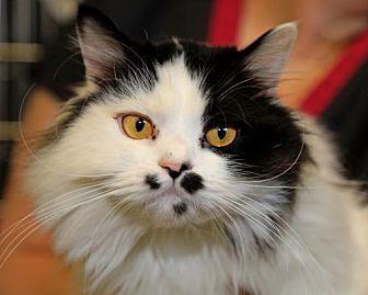 Patches (20637759)