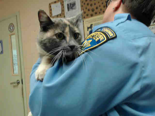 PATCHES (A014664)