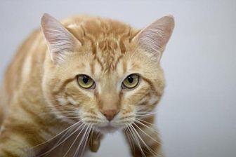 Peanut (20562303)
