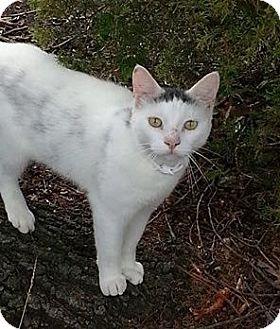 Pearlie (16933303)