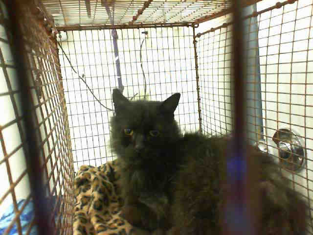 PERCY (A105181)