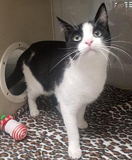 Petey (20607301)