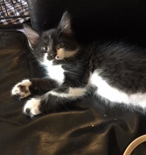 PIERRE (A722327)