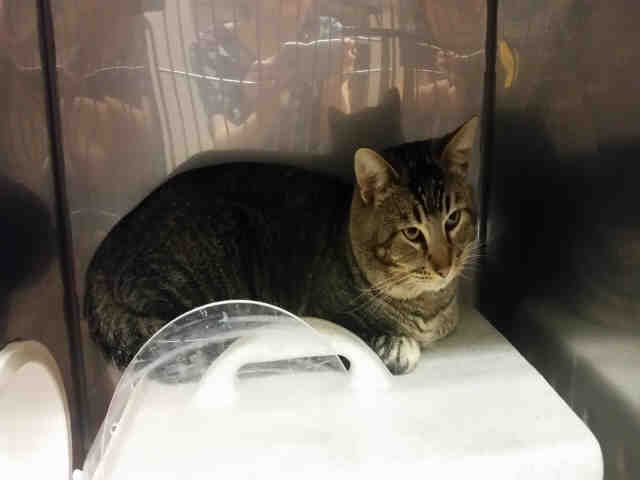 *PLUM (A158368)